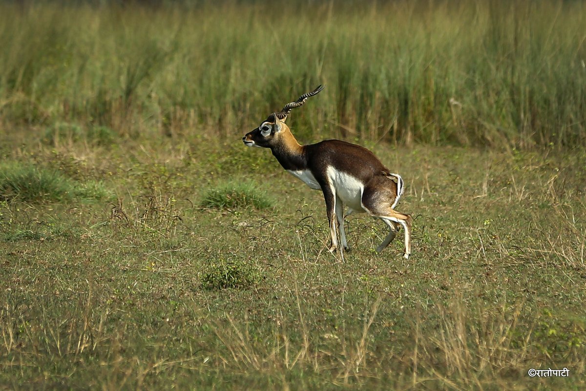 Krishnasar_Blackbuck_Bardiya_NPL_PCT (9)
