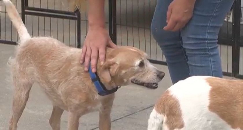 Lost Dog Found 642 Miles Away After Five Years