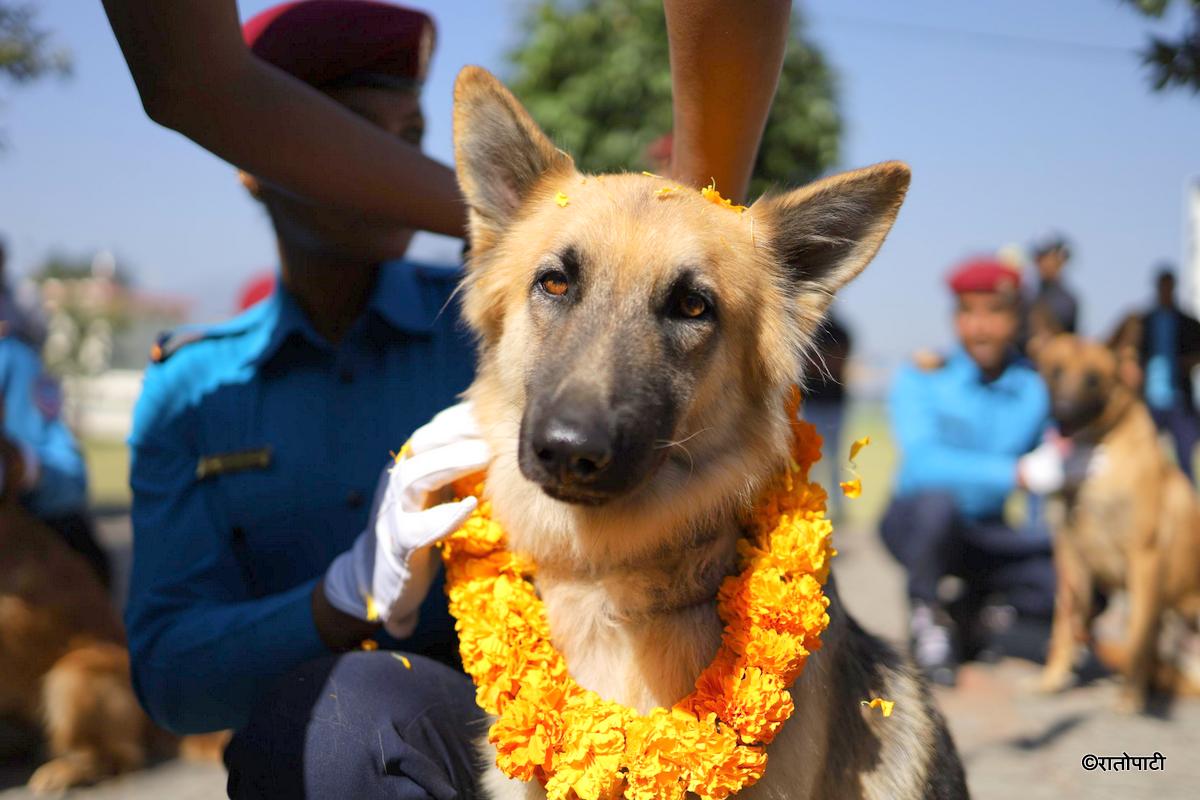 kukur tihar (10)