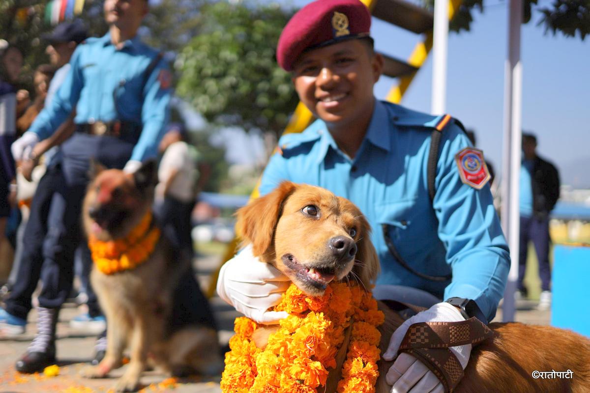 kukur tihar (11)