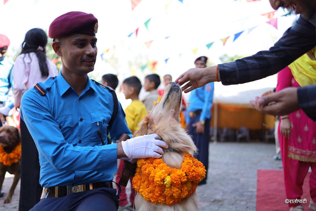 kukur tihar (12)
