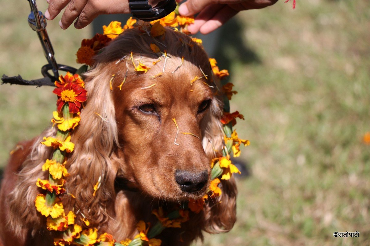 kukur tihar (12)