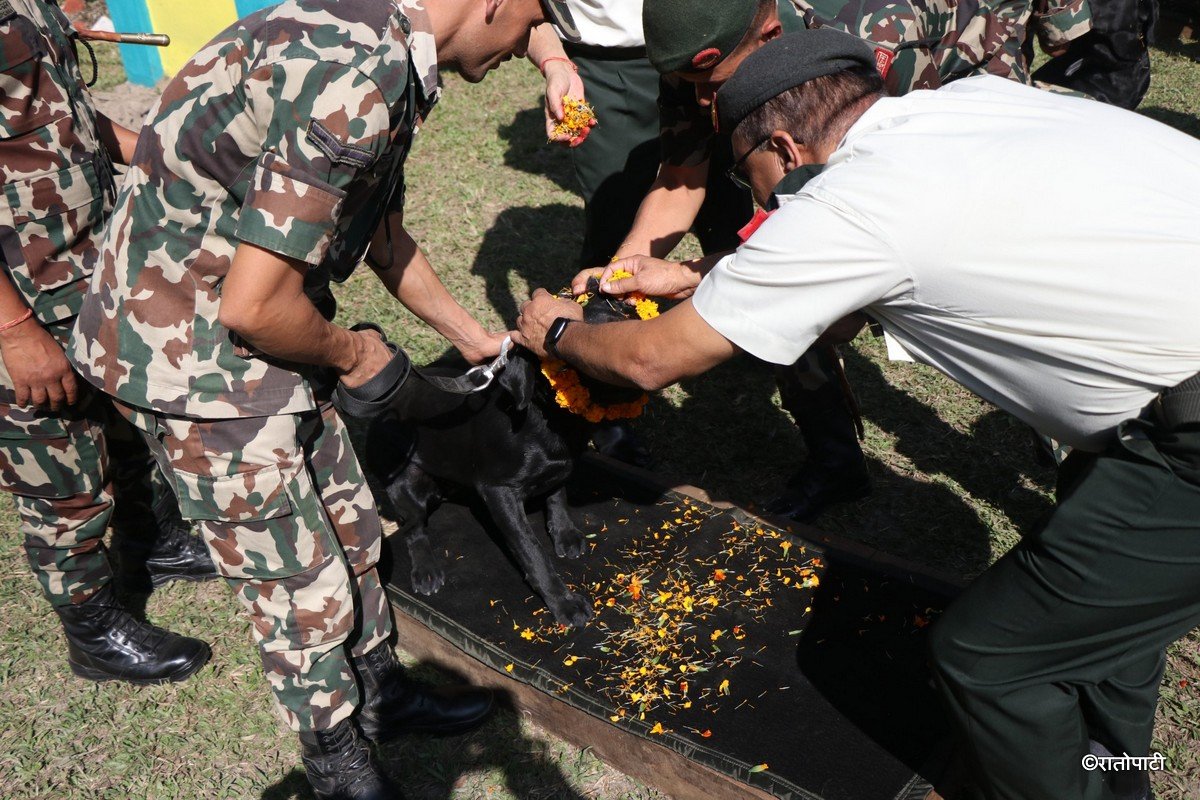 kukur tihar (13)
