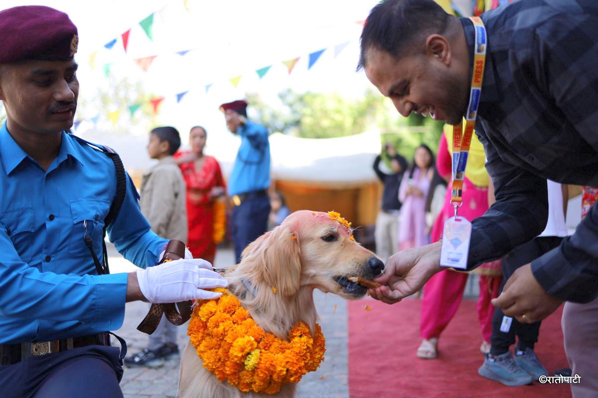kukur tihar (13)