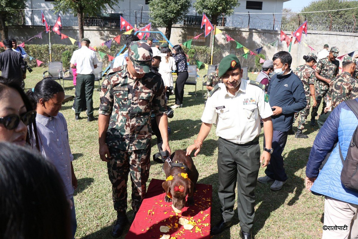 kukur tihar (14)