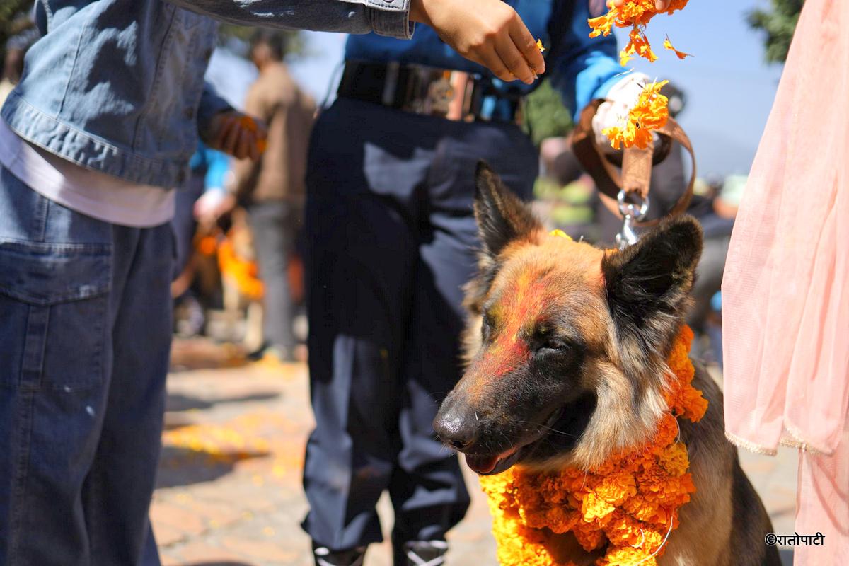 kukur tihar (14)