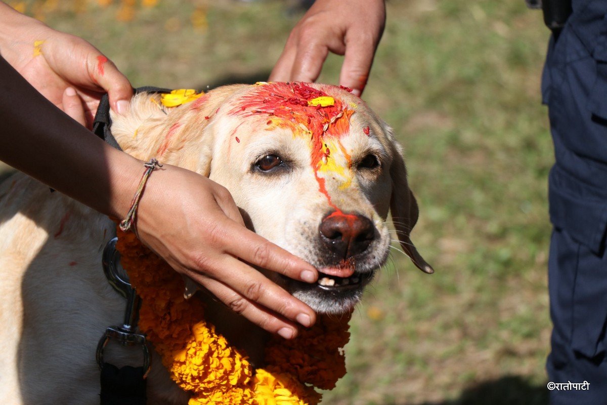 kukur tihar (15)