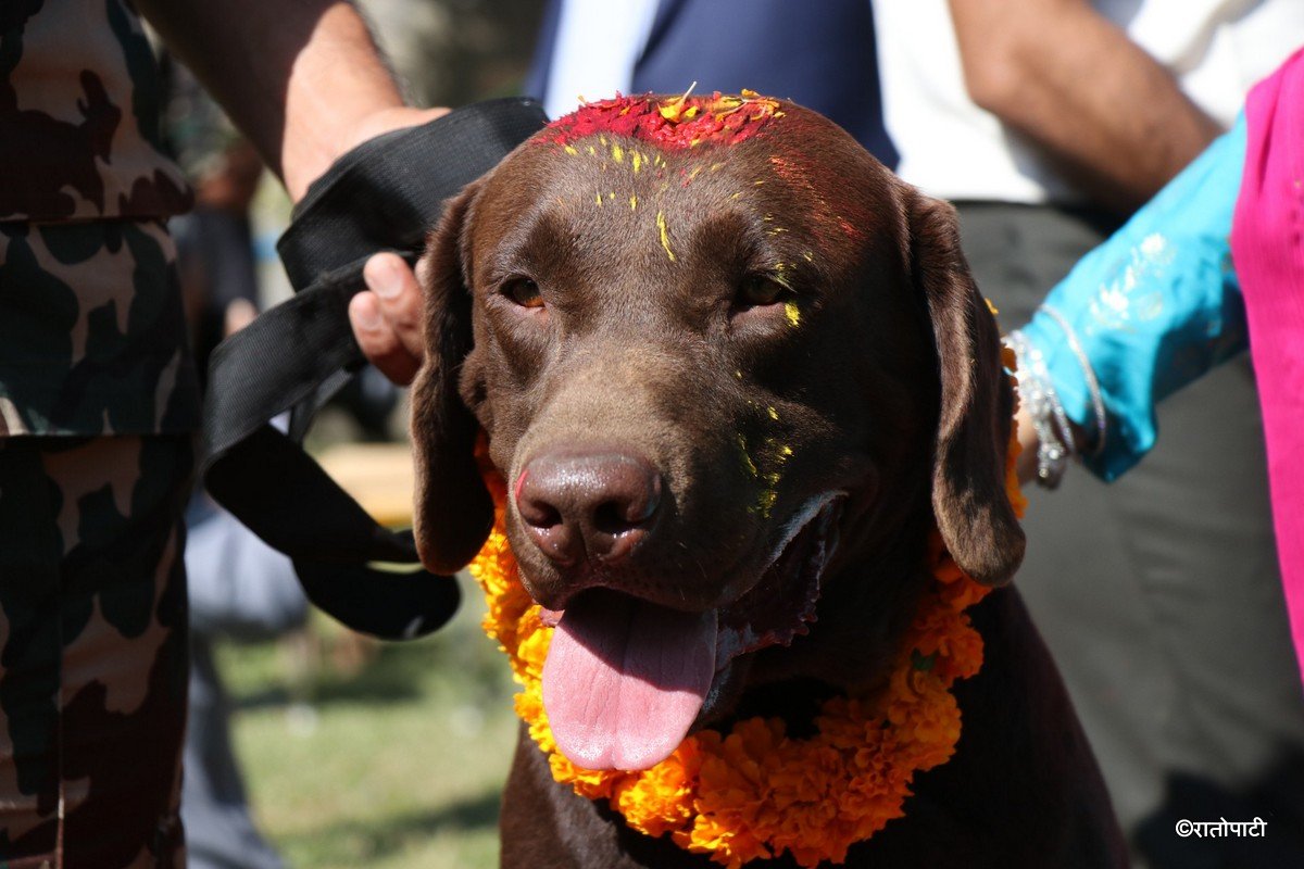 kukur tihar (16)