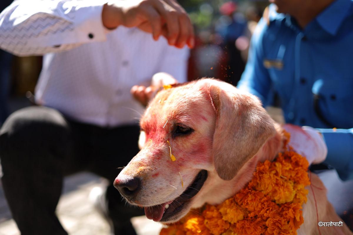 kukur tihar (16)