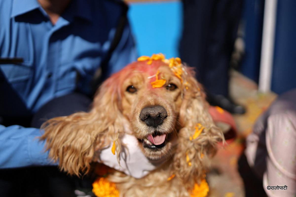 kukur tihar (18)