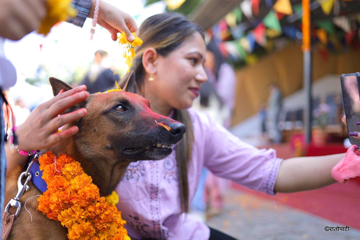 kukur tihar (19)