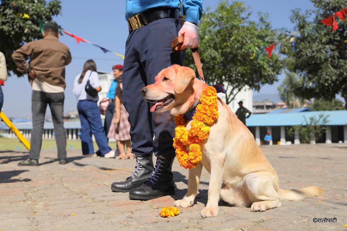 kukur tihar (22)
