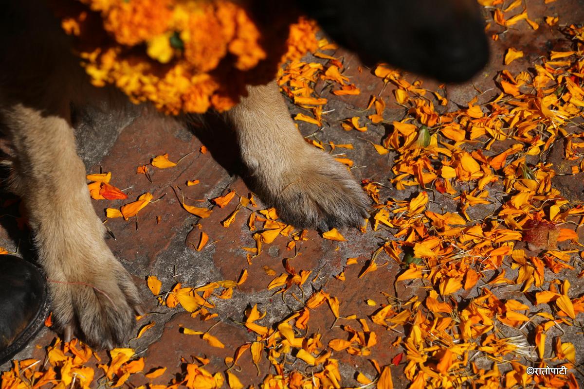 kukur tihar (37)