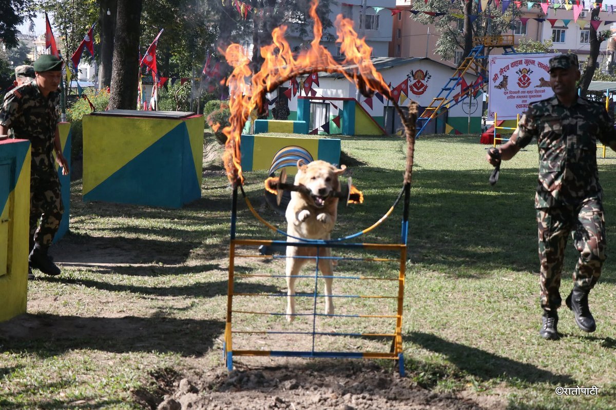 kukur tihar (4)