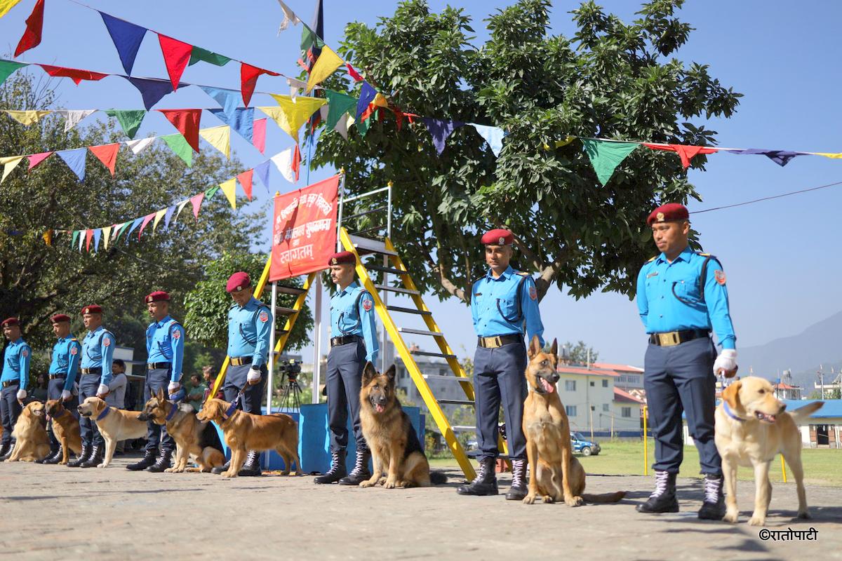 kukur tihar (8)