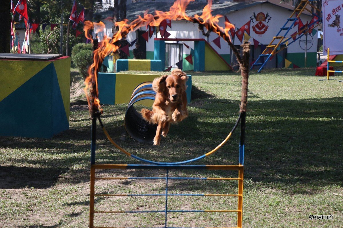 kukur tihar (9)