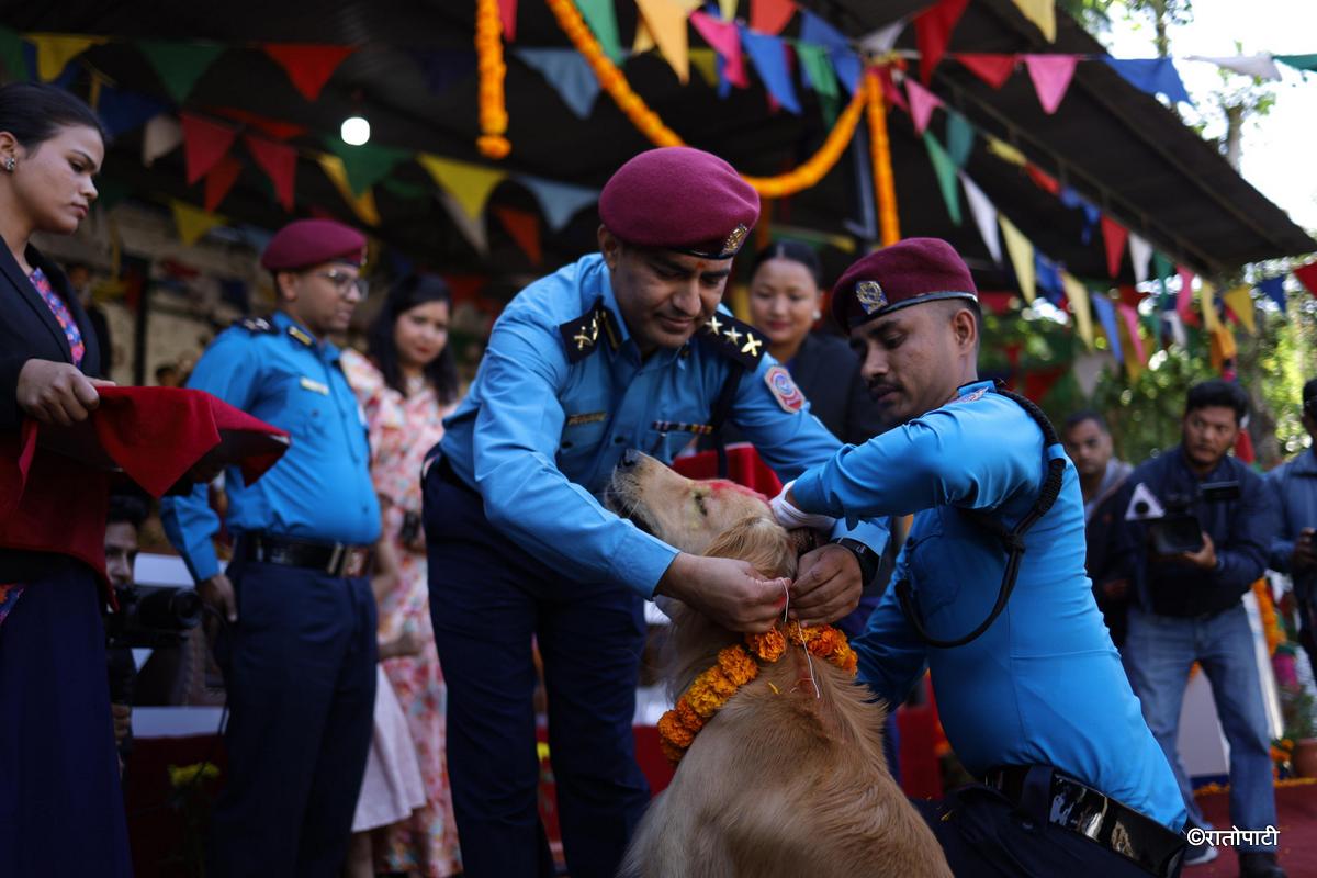 kukur tihar (9)