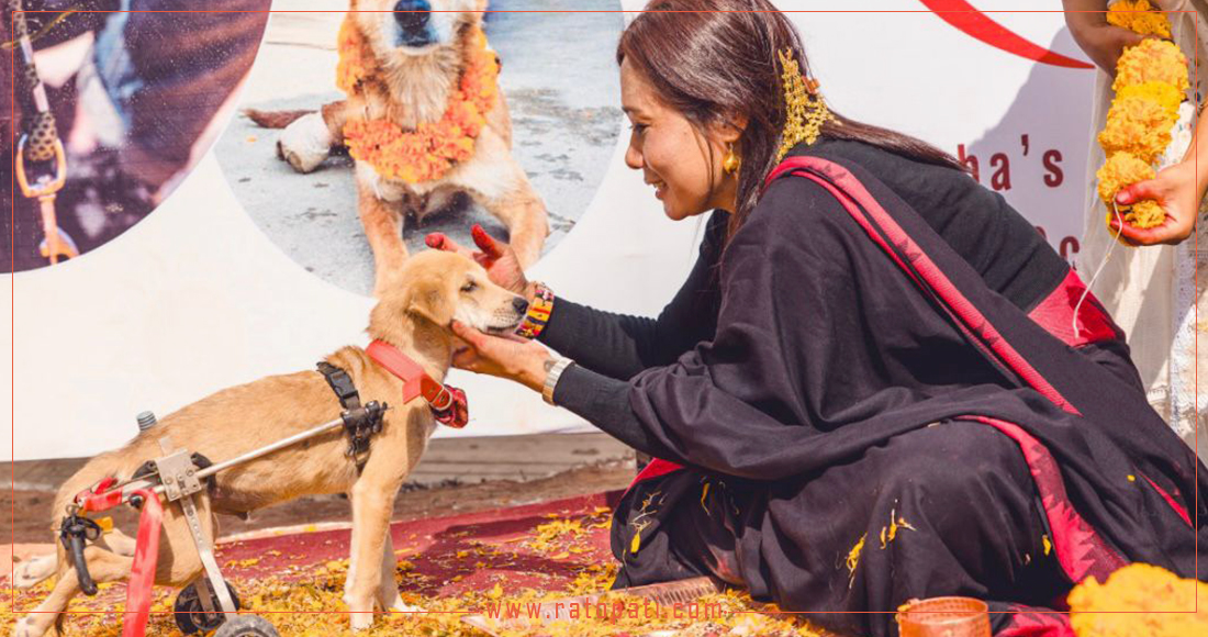   ‘कुकुर तिहार’ को माया हरेक दिन