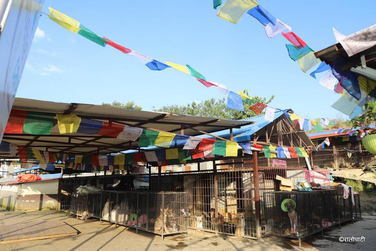 Kukur Tihar_NPL (17)