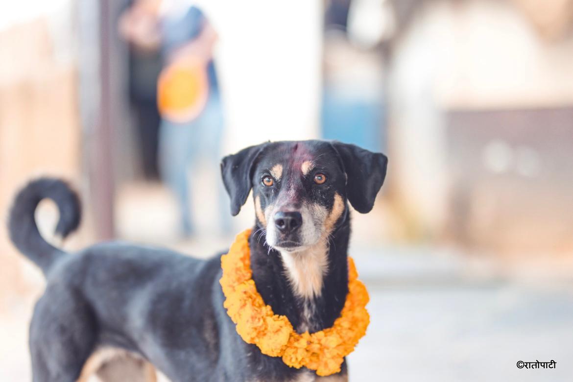 Kukur Tihar_NPL (19)