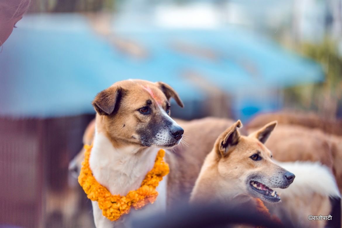 Kukur Tihar_NPL (2)