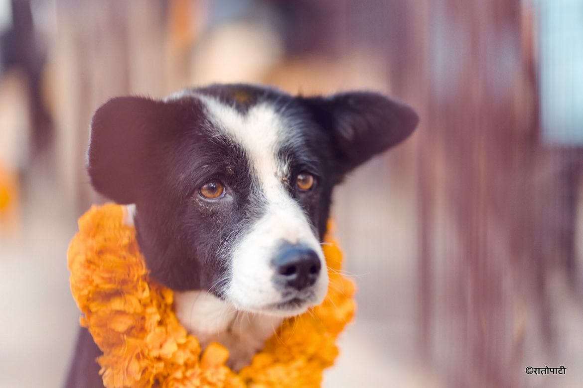 Kukur Tihar_NPL (3)