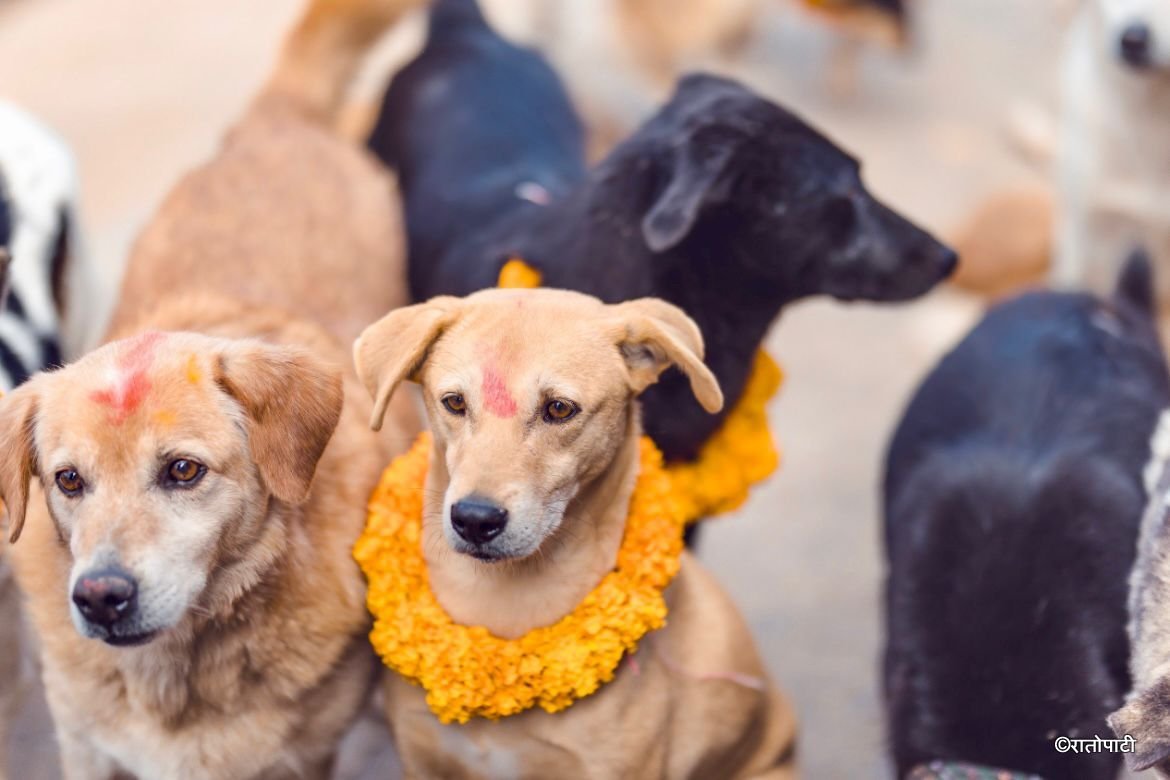 Kukur Tihar_NPL (4)