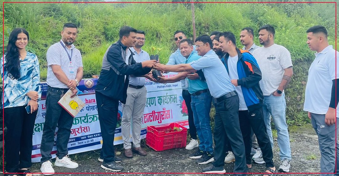   काहुँ डाँडामा पर्यटक बोलाउन रोपियो लालीगुराँस