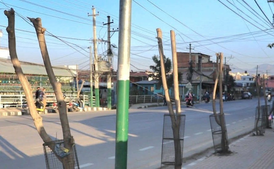   सडकका बिरुवामा क्षति पुर्‍याउनेलाई ललितपुर महानगरको एक लाख १० हजार जरिबाना