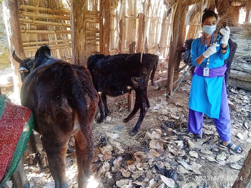 पाल्पामा नयाँ छाला रोगको संक्रमणले पशु मर्न थाले