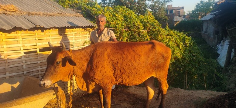 झापामा ३० हजार गाईभैँसीलाई लम्पी स्किनविरुद्धको खोप