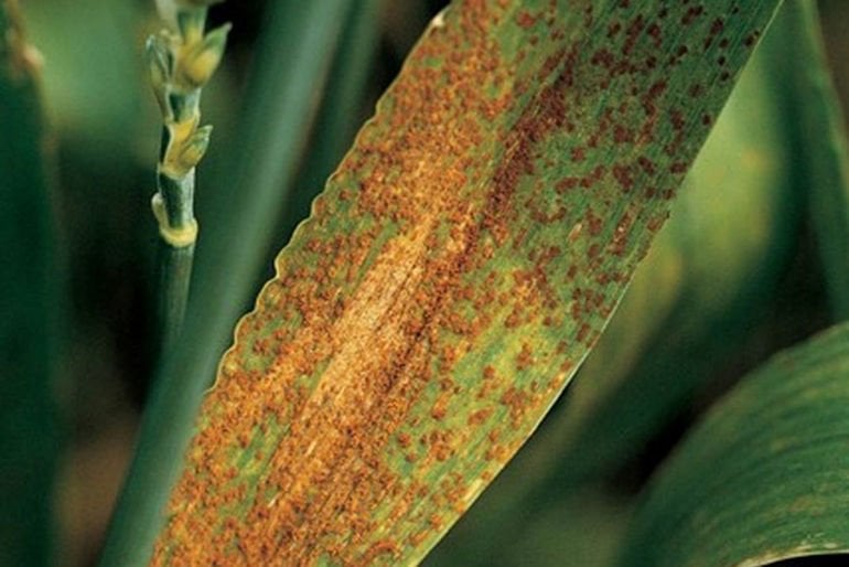 leaf rust