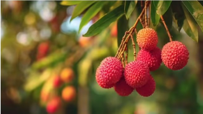 Litchi Consumption and Health Risks