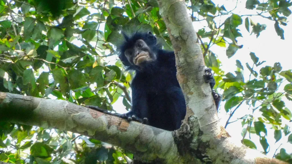New Monkey Species Discovered in Democratic Republic of Congo