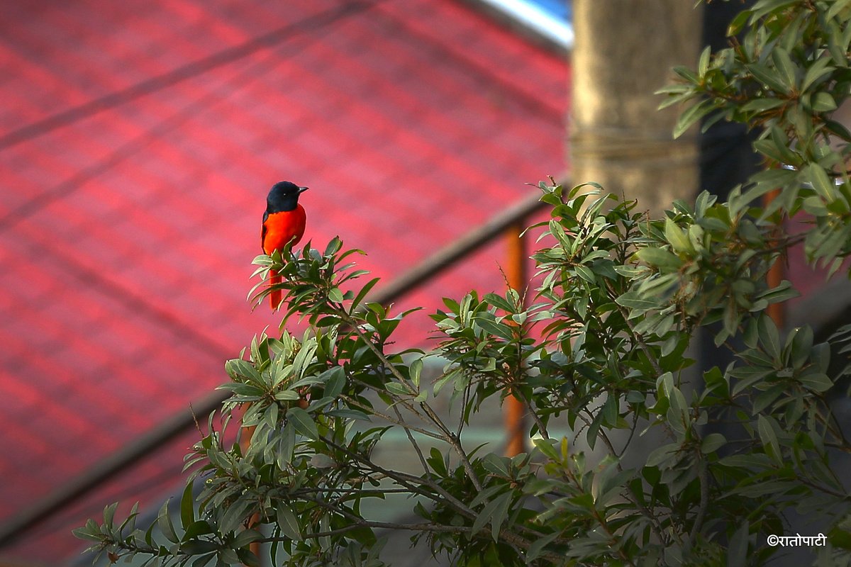 Long tailed minivet_NPL_PCT (1)