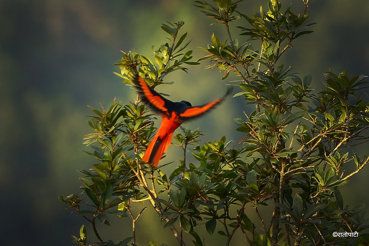 Long tailed minivet_NPL_PCT (2)