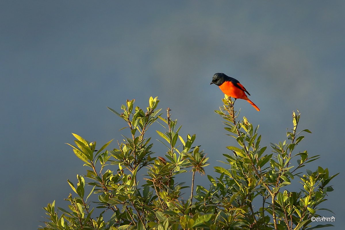 Long tailed minivet_NPL_PCT (4)