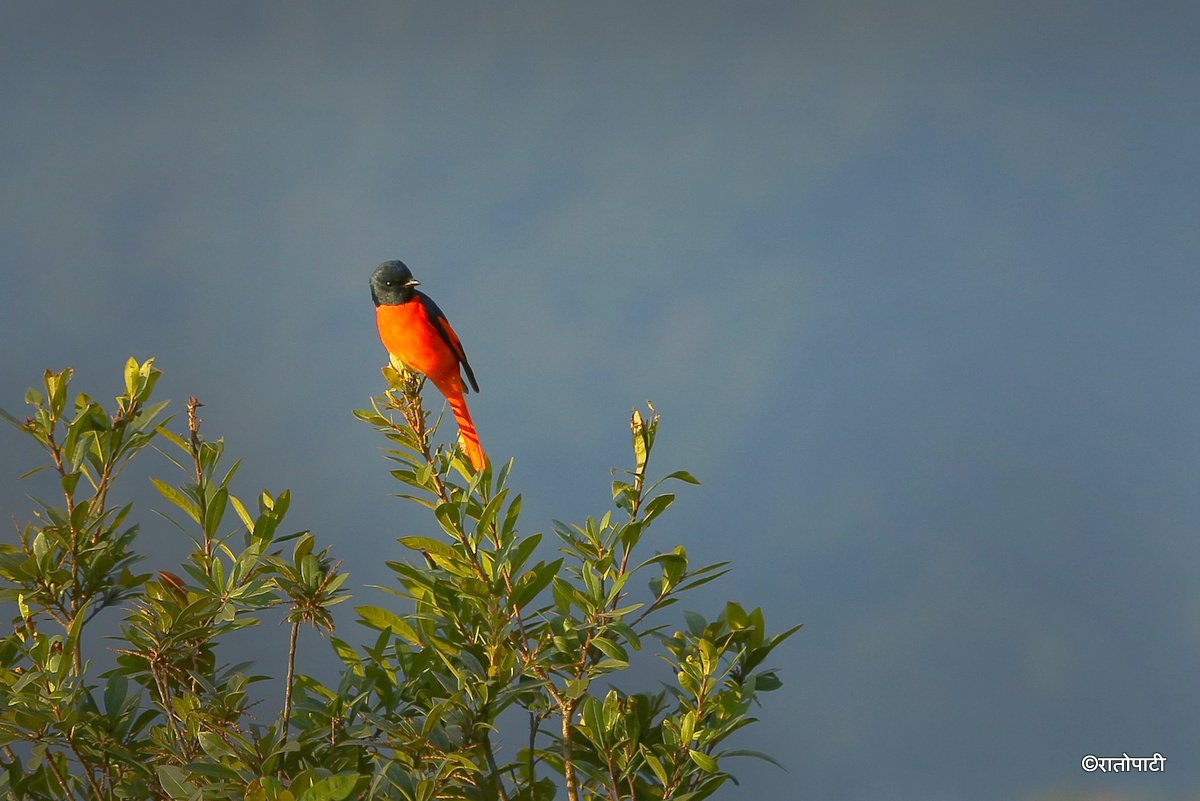 Long tailed minivet_NPL_PCT (5)