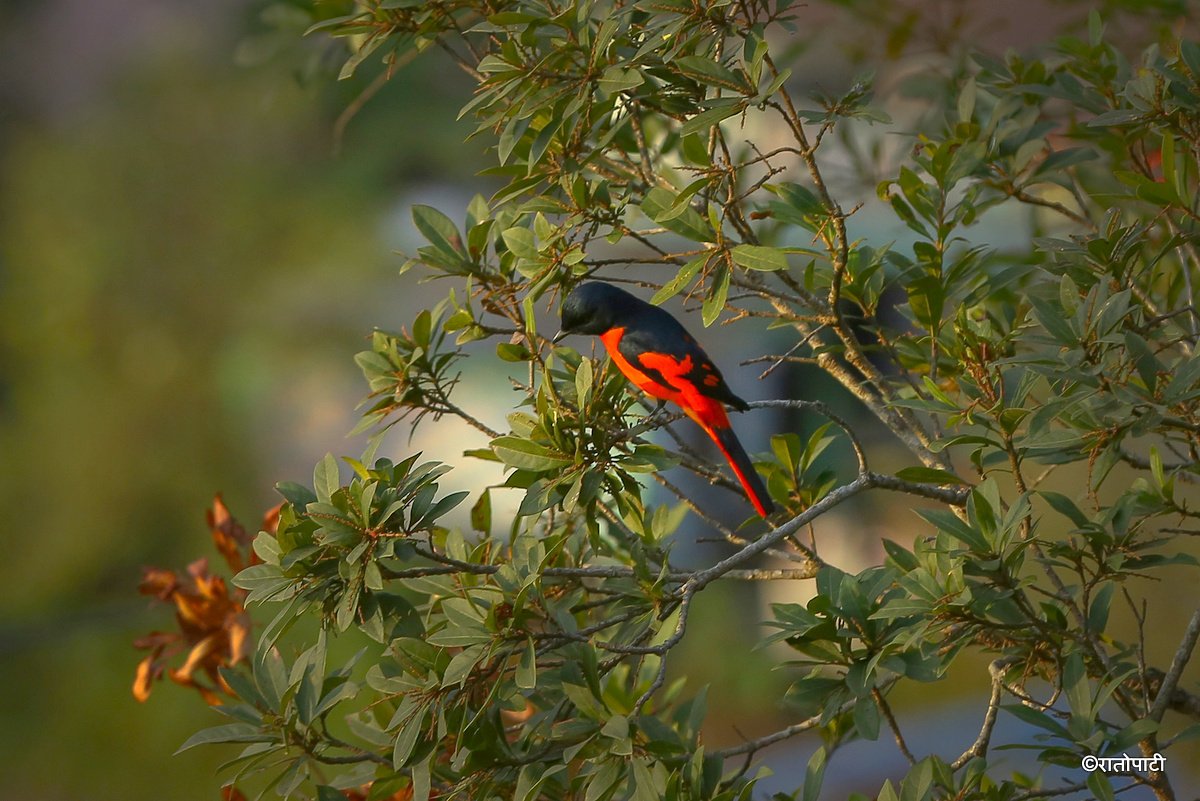 Long tailed minivet_NPL_PCT (6)