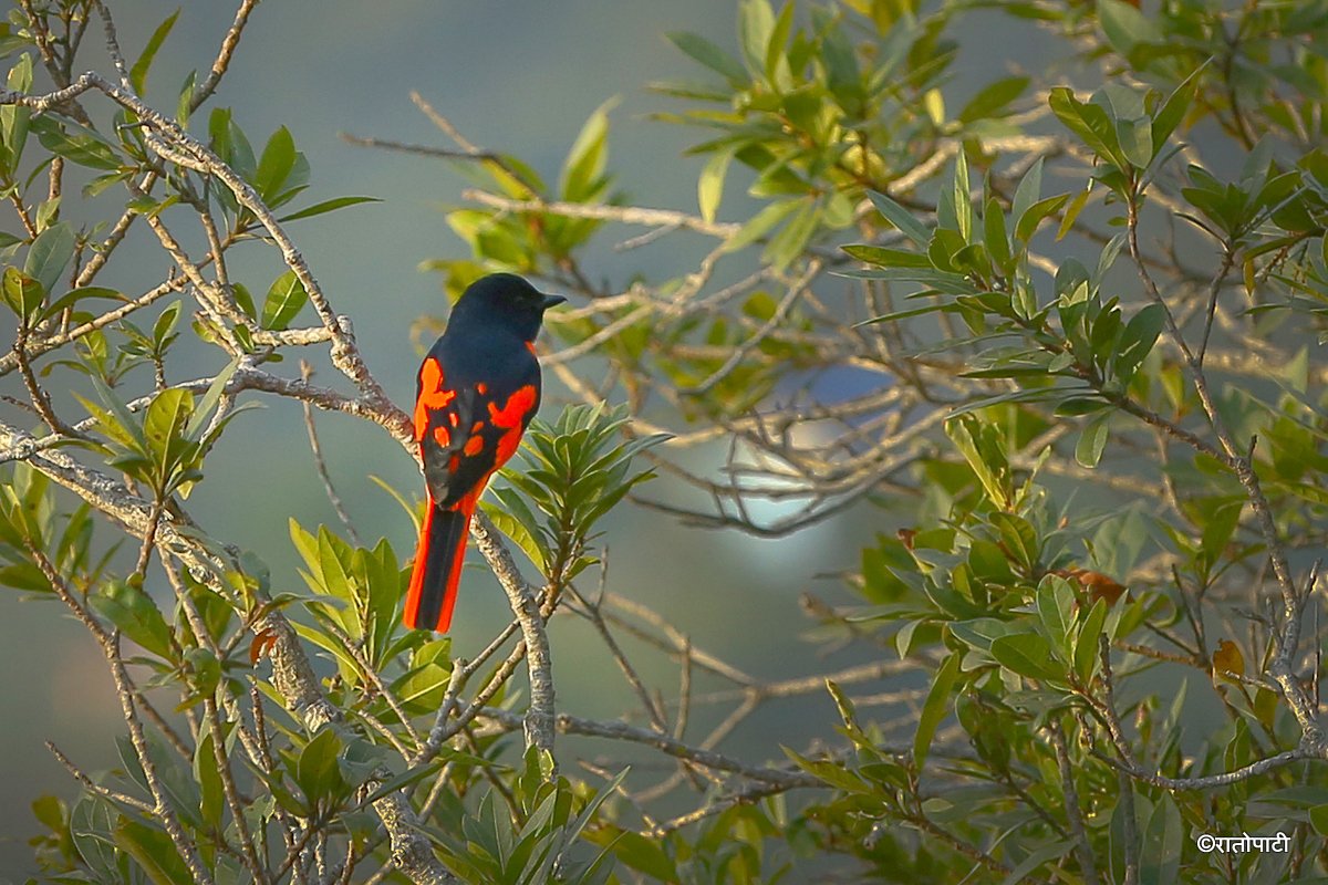 Long tailed minivet_NPL_PCT (7)