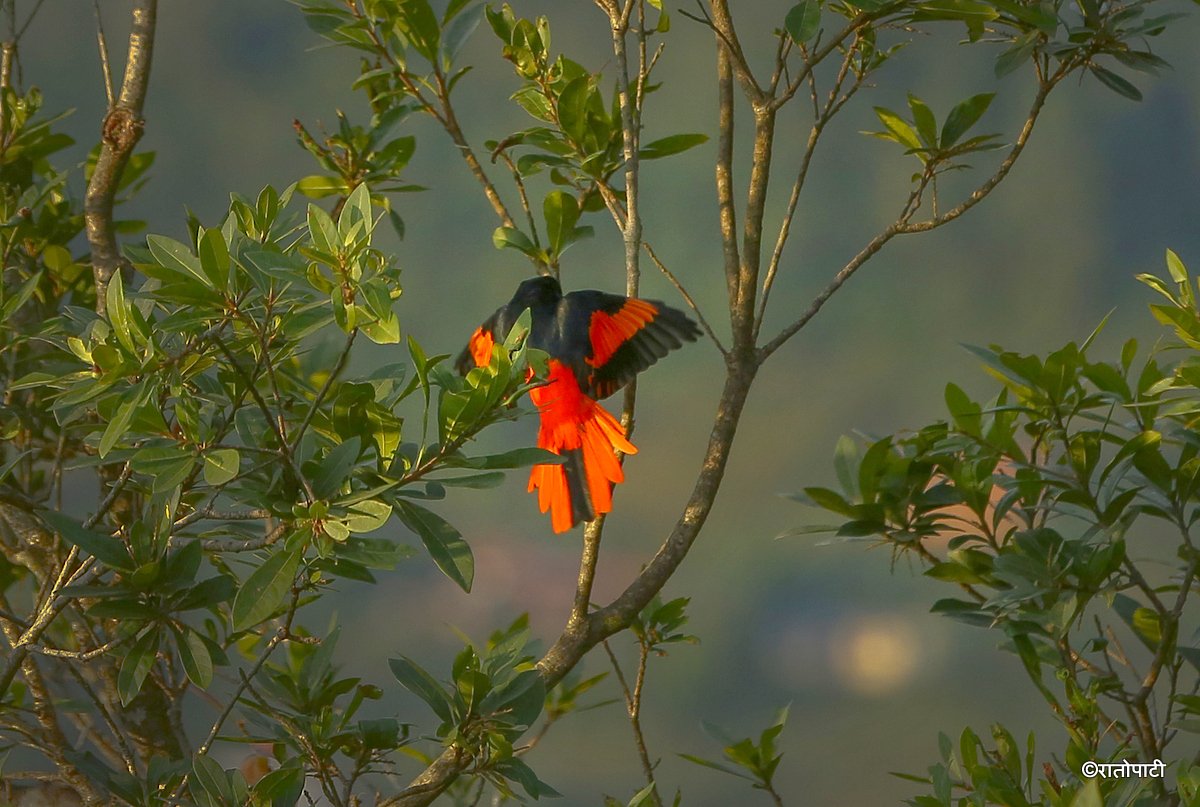 Long tailed minivet_NPL_PCT (8)