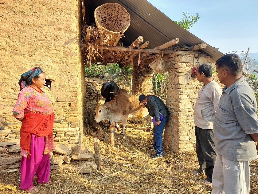 lumpy-skin-karnali