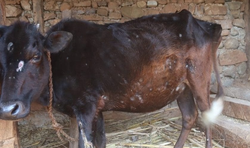 लुम्बिनी प्रदेशका करिब ७८ हजार गाई–भैँसीमा लम्की स्किनको सङ्क्रमण, मारमा  किसान