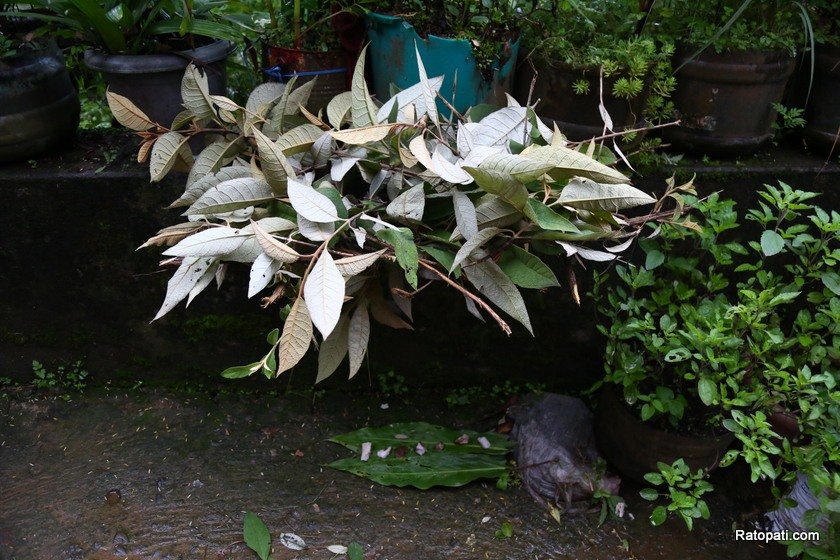 luto (1)