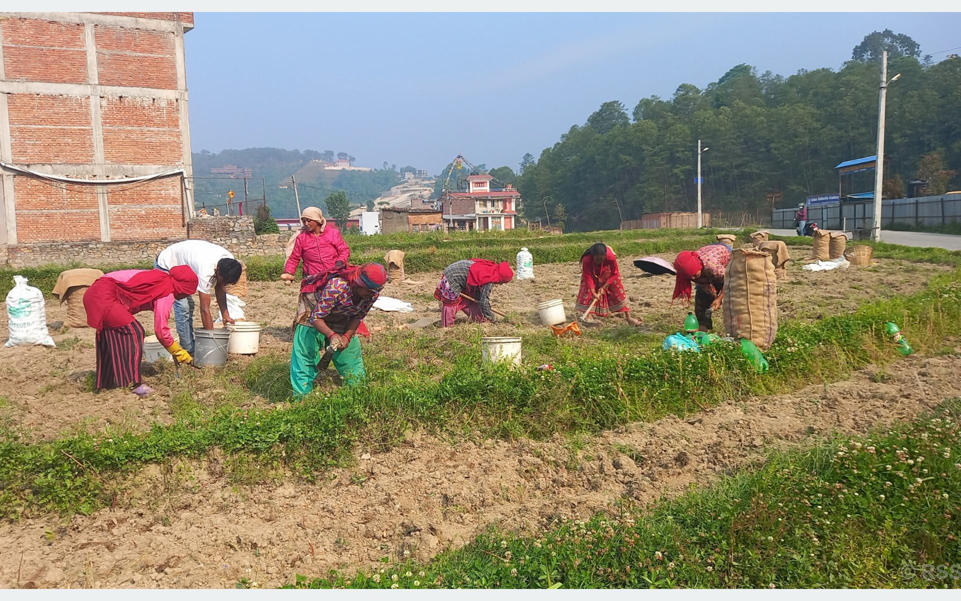   १० रुपैयाँ किलोमा पनि बिक्दैन आलु