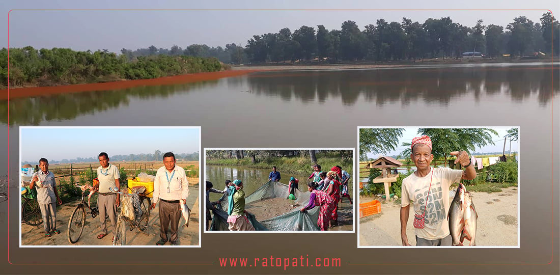 सुदूरपश्चिममा व्यावसायिक माछा पालन, आयात प्रतिस्थापन गर्दै निर्यातको उद्देश्य