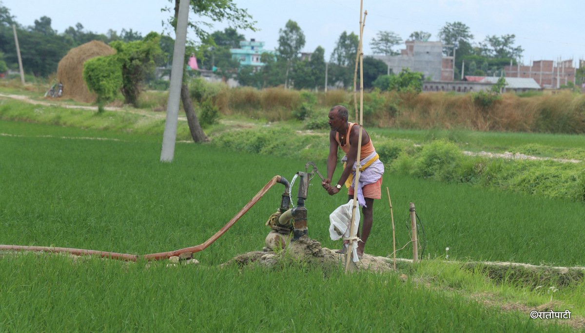 वर्षापछि तराईका किसानमा रोपो जाग्ने आश
