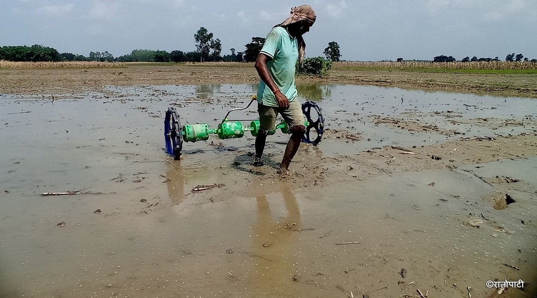 महोत्तरीमा  ६० प्रतिशत धान रोपाइँ