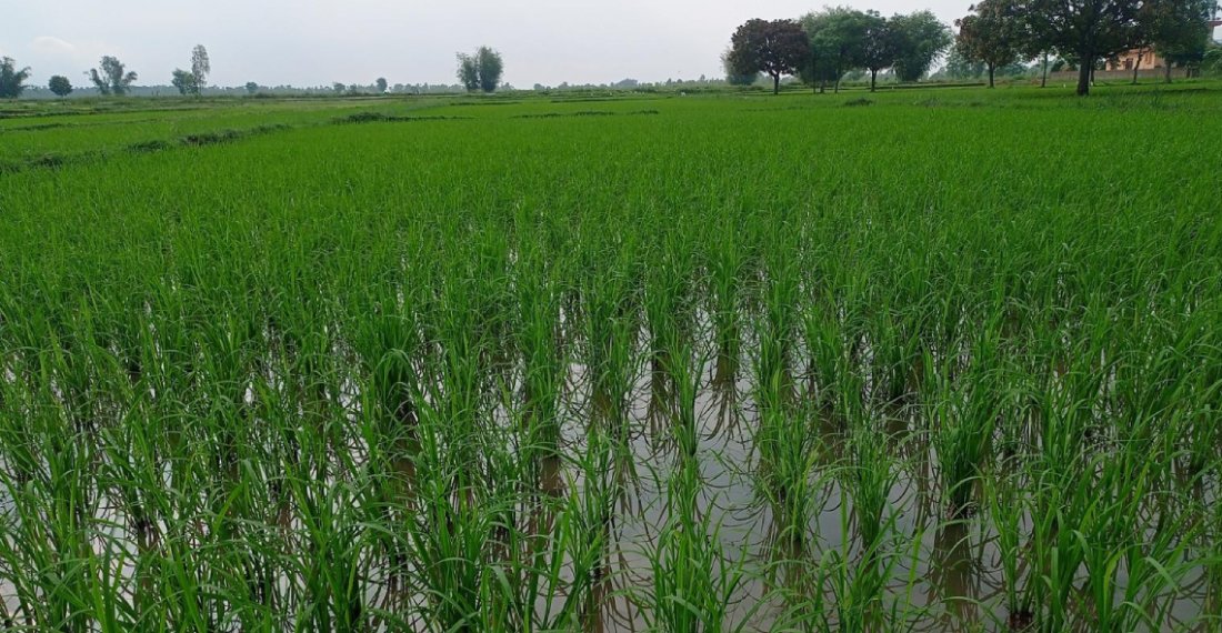   साउन सकिँदा महोत्तरीमा करिब ७५ प्रतिशत रोपाइँ
