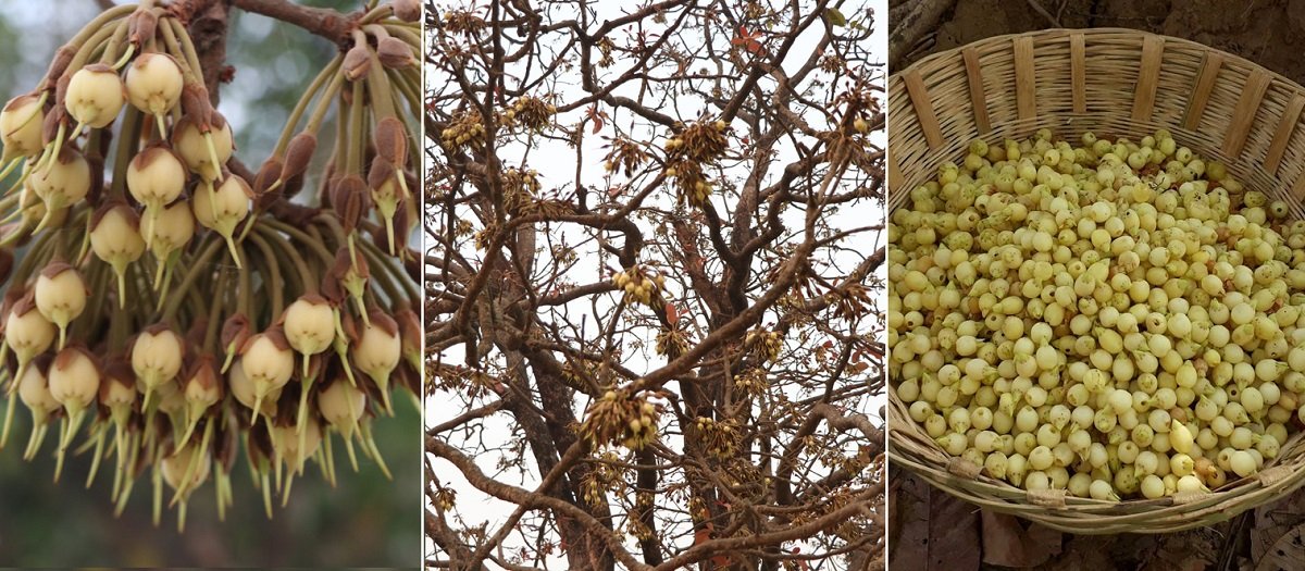 तराईका वनमा महुवाको महक, हुँदैछ सङ्कलन